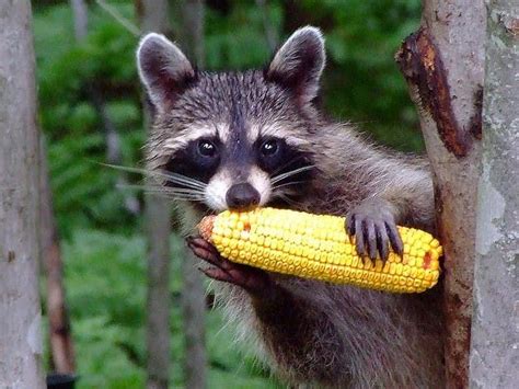 Raccoon Eating Habits What Do Raccoons Eat In The Wild