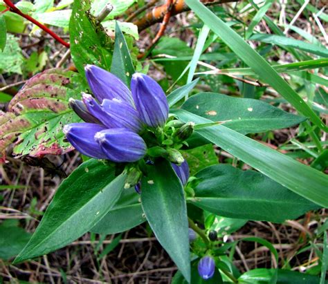 Plant Of The Day Plant Of The Day Is Gentiana Andrewsii Or Closed Gentian