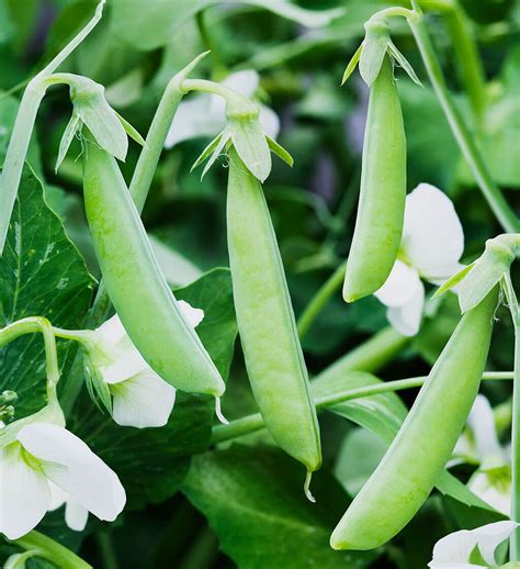 The growing season for sugar snap peas is often early spring, after frost, and in autumn through winter depending on your climate. Green Peas: Sugar Snap Style, Perfect for Container Growing
