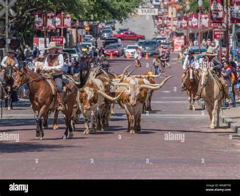 Longhorn Cattle Roundup Ft Worth Stockyards Stock Photo Alamy