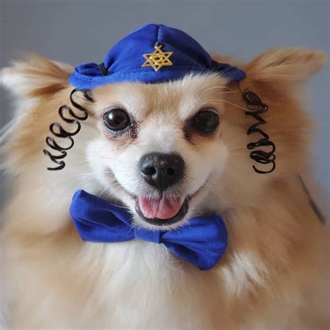 DOG KIPPAH Hanukkah hat and bow set for dog or cat /Hanukkah | Etsy | Hanukkah hat, Hanukkah dog ...
