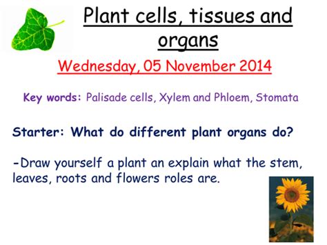 Plant Cell Tissues And Organs By Zuba102 Teaching Resources Tes