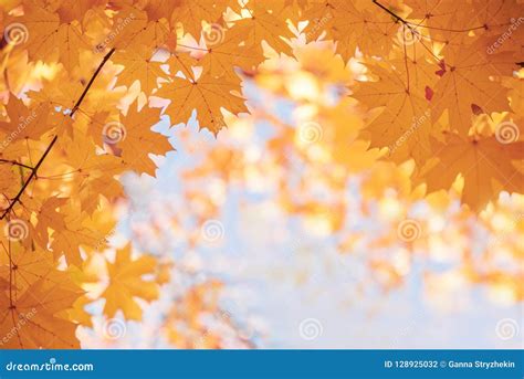 The Frame Of The Branches With Yellow Leaves Of Maple Against A Blue