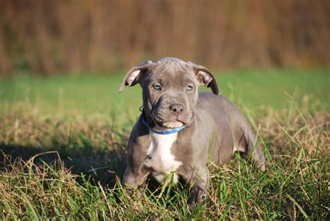 Our goal is to produce the best bully blue pitbulls for sale also know as the american bully. XL PITBULL PUPPIES FOR SALE | CHAMPAGNE XXL PITBULL ...