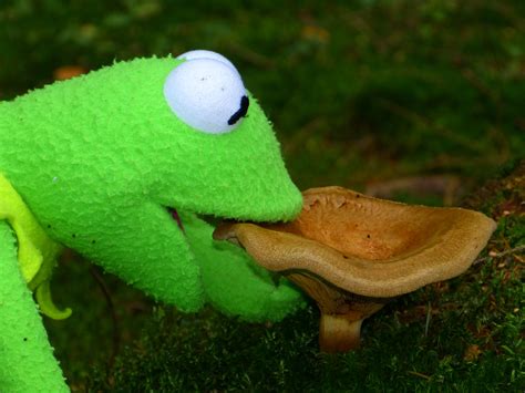 1920x1080 Wallpaper Kermit The Frog And Brown Mushroom Peakpx