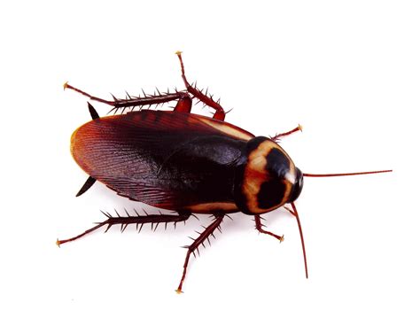 Roach Png Isolated Transparent Image Png Mart