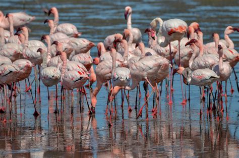 Flamingos In Africa
