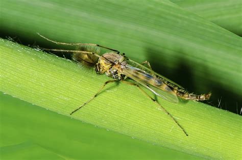 They have ruined many a time in the without the midge, scotland would not be the same. Midges are a Nuisance! | Backbone Valley Nursery