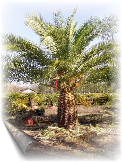 PlantZee: Information On Canary Island Date Palm
