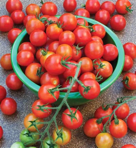 15 Types Of Tomatoes And Best Ways To Eat Them Tea Breakfast