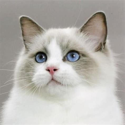 Rachel Was A Snowshoe Ragdoll With The Most Congenial Personality This