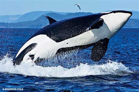 The First Case Of Infanticide Has Been Documented In Killer Whales