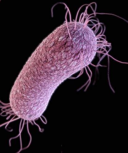 The bacteria takes advantage of an individual's weakened immune system to create an infection and this organism also produces. Machine-learning technique uncovers unknown features of ...