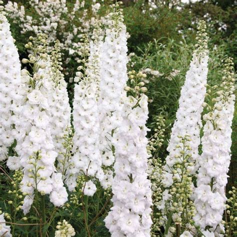 Delphinium Elatum Magic Fountains Pure White Perennial Flowers