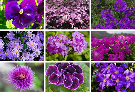 This prairie plant has great garden form and is easily grown in any sunny location with average to dry soils. 25 Purple Flower Ideas for Your Garden, Pots and Planters