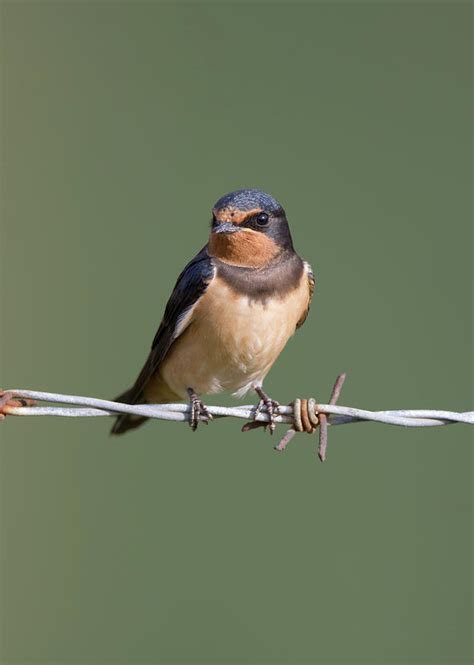 Juvenile Barn Swallow 1 Photograph By Pete Walkden Pixels