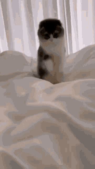 Cat Funny Jump Cute Bed Cat GIF Cat Funny Jump Cute Bed Cat Cats