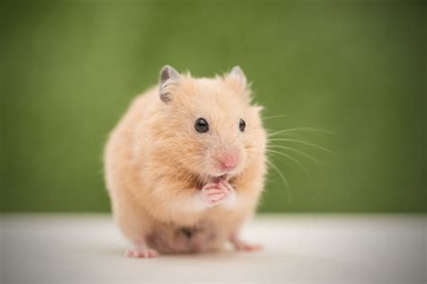 Wat Heeft U Nodig Voor Een Hamster Hoe U Uw Nieuwe Vriend Snel Kunt