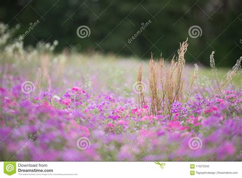 Spring Purple Wild Flower Field Stock Photo Image Of Idyllic Contour
