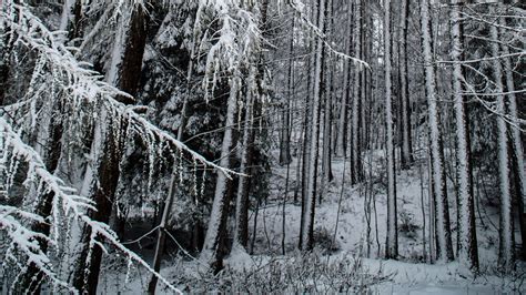 Download Wallpaper 3840x2160 Forest Snow Trees Snowy