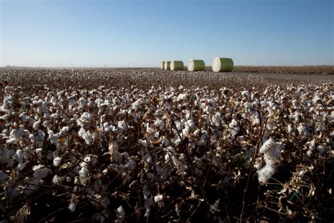California Cotton Fields A Renewed Opportunity For Rebuilding Soil