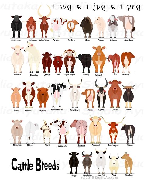 Various Breeds Of Cows Chart Svg Png Etsy Uk