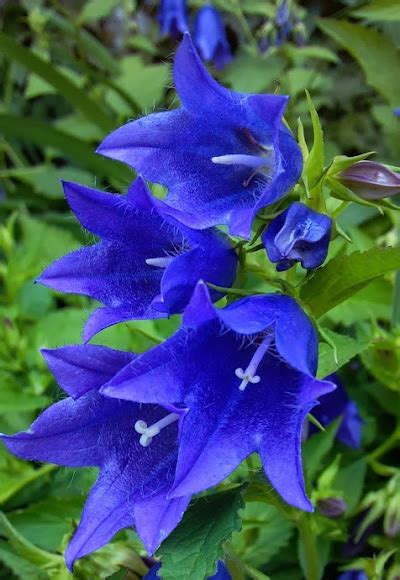 Blue Bell Flower Project Noah