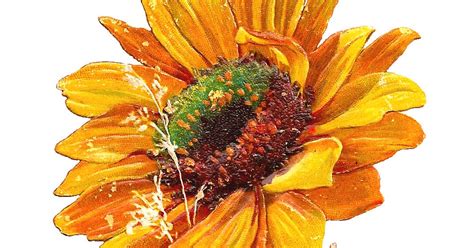 Antique Images Free Flower Graphic Sunflower Clip Art Of 2 Victorian