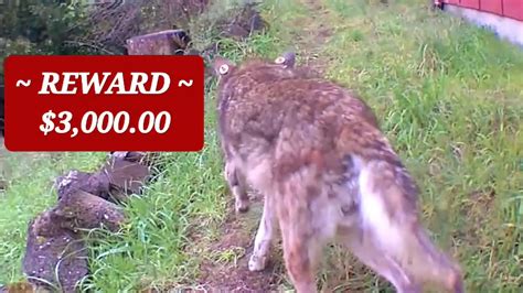Wild Coyote Bounty Threlkeldoutdoors Youtube