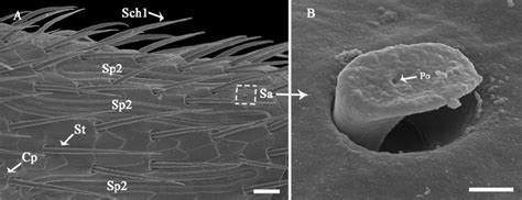 Fine Morphology And Distribution Of Antennal Sensilla On Flagellomere Download Scientific