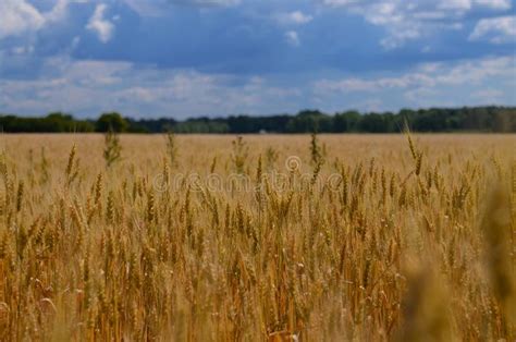Get organic wheat grass powder as. Golden Yellow Wheat Plantation Stock Image - Image of peasant, baking: 6933627