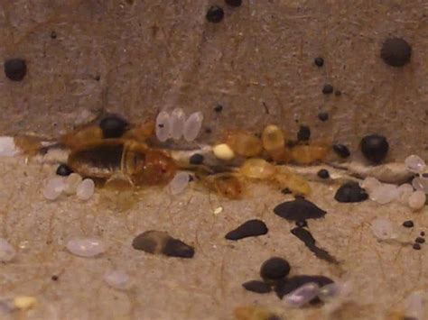 Pictures Of Bed Bugs And Their Eggs Bed Bug Get Rid