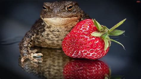 Frog With Strawberry Wallpaper Animals Wallpaper Better