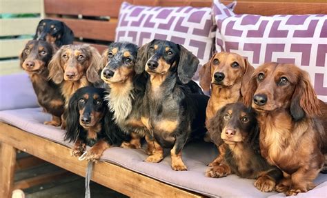 About Dachshunds