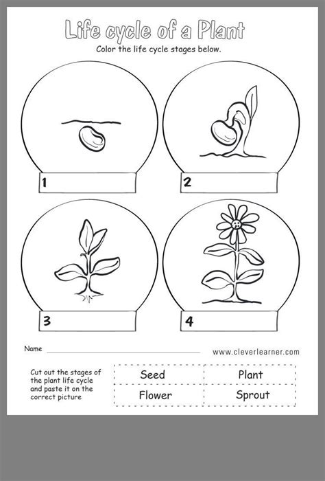 Kindergarten Plant Life Cycle Worksheet
