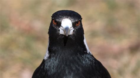 Hate Magpies Too Bad They Might Explain The Evolution Of Human Brains