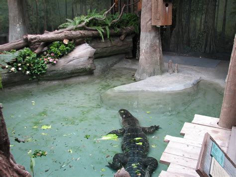 The Swamp American Alligator Exhibit 1 Zoochat