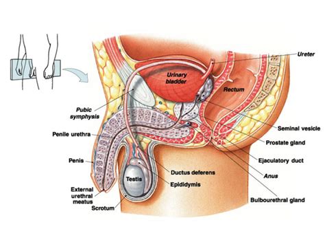 Organ Penyusun Sistem Reproduksi Pada Perempuan Gemarinvestasi Com