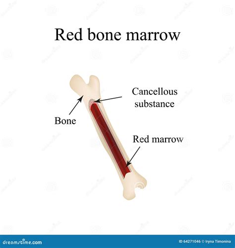 The Structure Of The Bone Marrow Infographics Vector Illustration