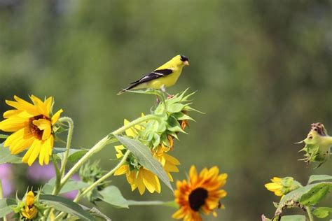50 Stunning Summer Bird Photos Birds And Blooms