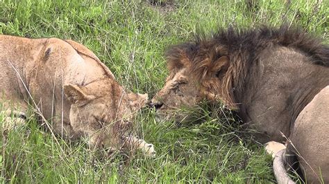Lions Mating Full Clip Youtube