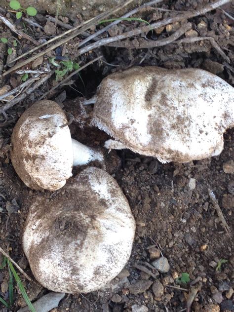 White Mushrooms Pink Gills Mushroom Hunting And Identification