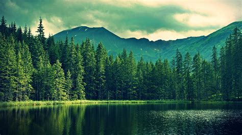 Обои лес природа вода дикая местность зеленый Full Hd Hdtv 1080p
