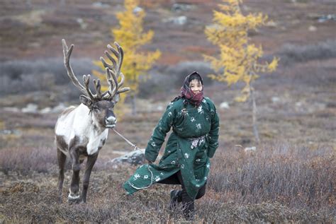 tsaatan woman and reindeer mongolia eternal landscapes mongolia