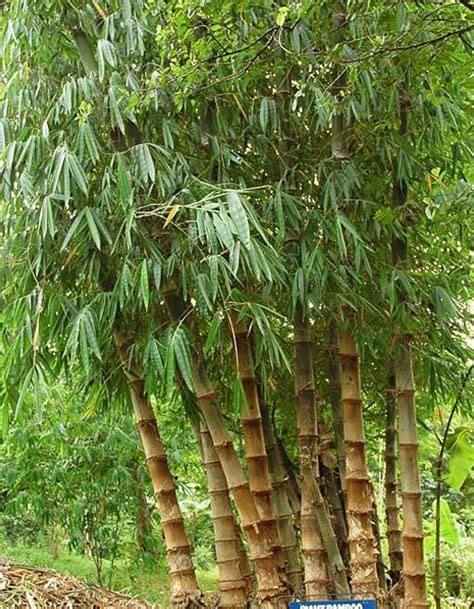 Bamboo can grow on different altitudes and under various climate conditions, but it prefers tropical climate. Bamboo Species | Carolina Bamboo Garden