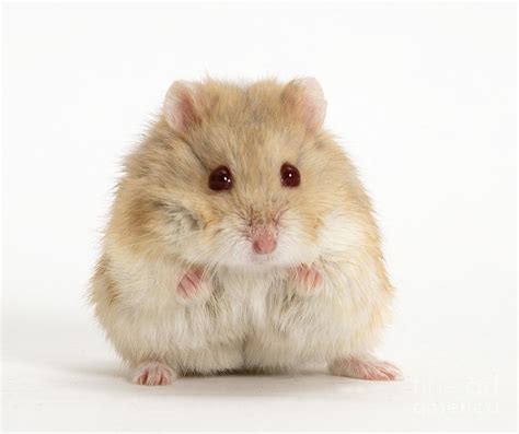 Dwarf Russian Hamster Photograph By Mark Taylor Pixels
