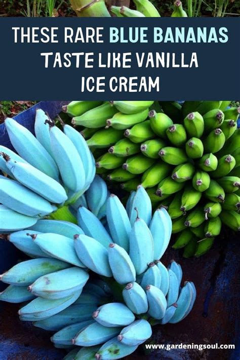 These Rare Blue Bananas Taste Like Vanilla Ice Cream