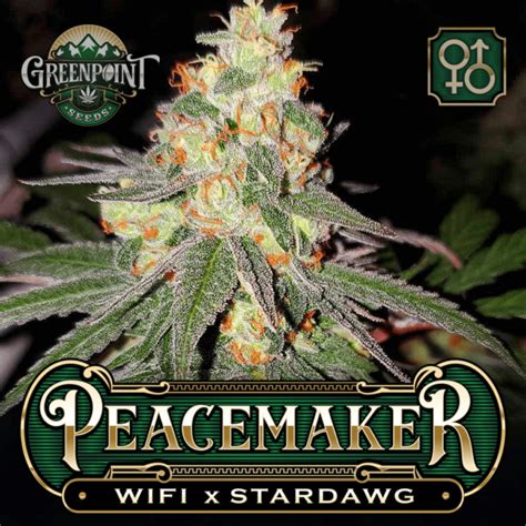 Peacemaker Cannabis Seeds Wifi Strain Greenpoint Seeds