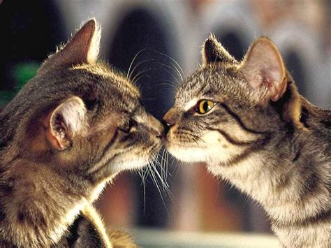 Cute Cat Couple In Love Hd Wallpaper Best Love Hd Wallpapers