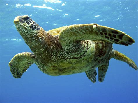 Green Sea Turtle Honokahau Kona Hawaii My Wife Was Read Flickr